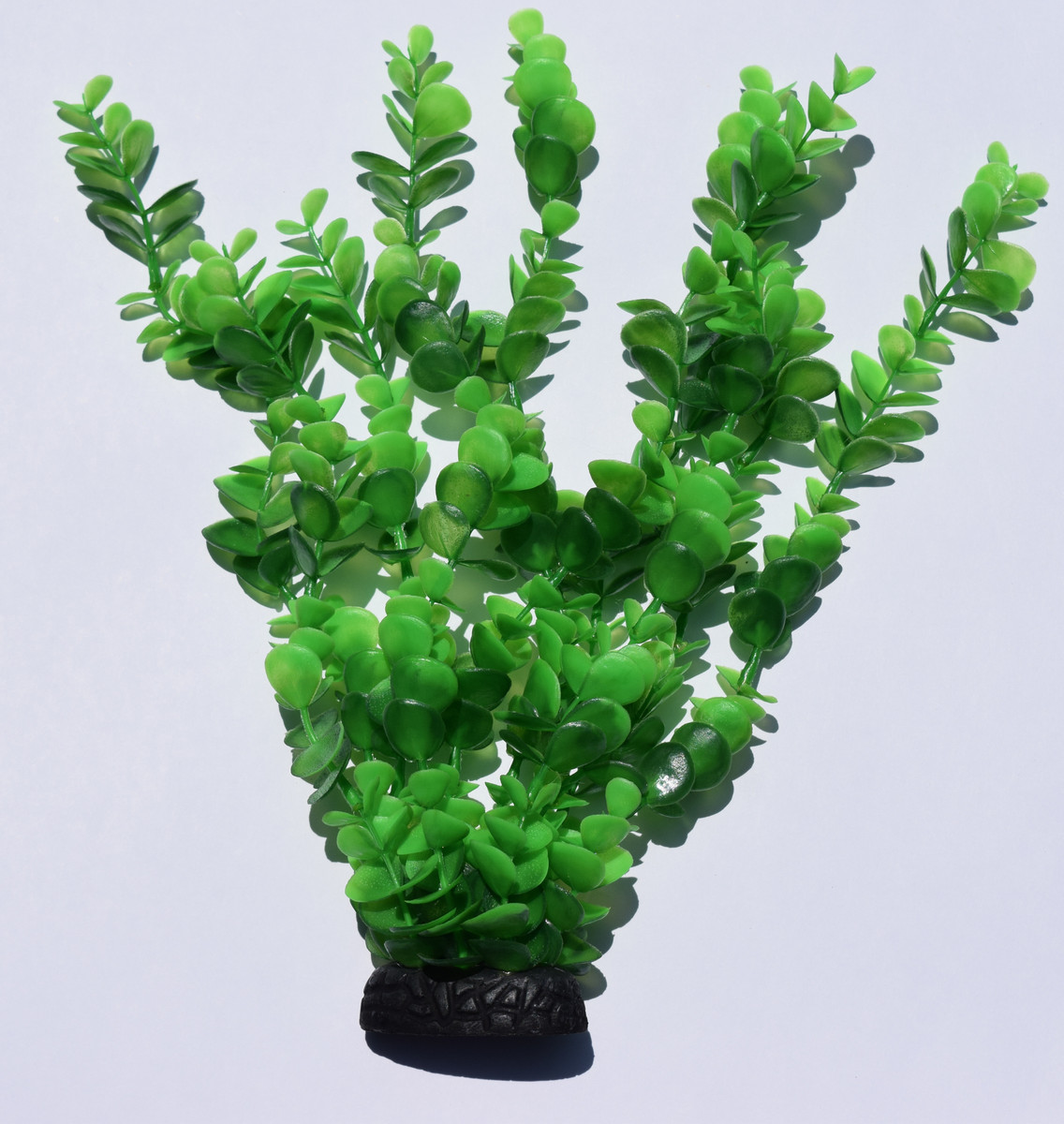 8" Round Bacopa