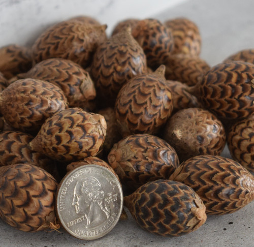 Rattan Lizard Pods