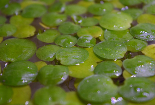 Amazon frogbit