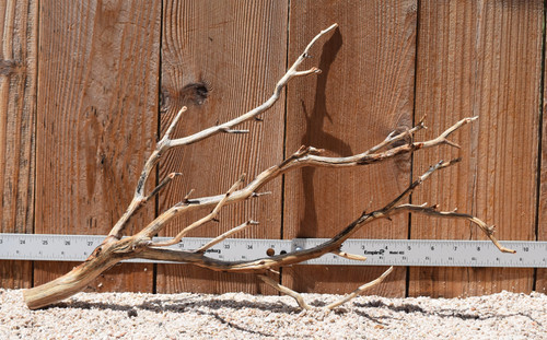 Manzanita #9657 20"x8"x12"