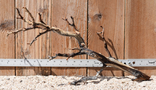 Manzanita #9742 21"x9"x11"