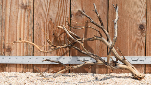 Manzanita #9849 20"x9"x11"