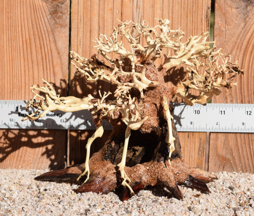 Bonsai Wood 0475 6"x 5"x 4"