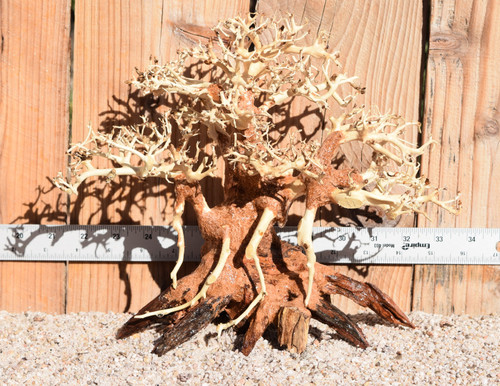 Bonsai Wood 0481 12"x 6"x 9"