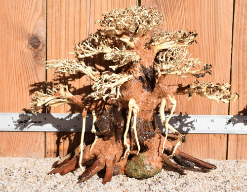 Bonsai Wood 0485 12"x 6"x 9"