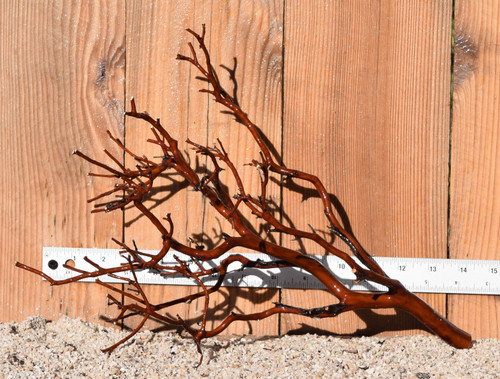 Red Manzanita #0809 15"x8"x11"