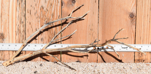 Manzanita #1113 20"x6"x9"