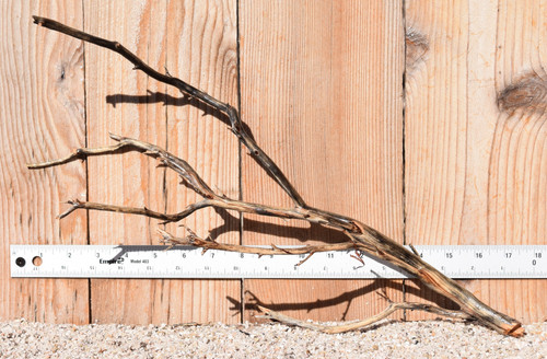 Manzanita #1381 16"x6"x11"