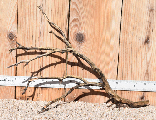 Manzanita #1383 15"x6"x11"