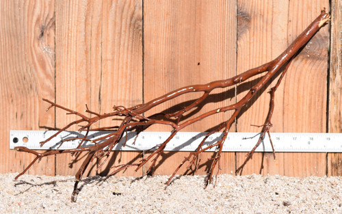 Red Manzanita #1447 19"x9"x10"