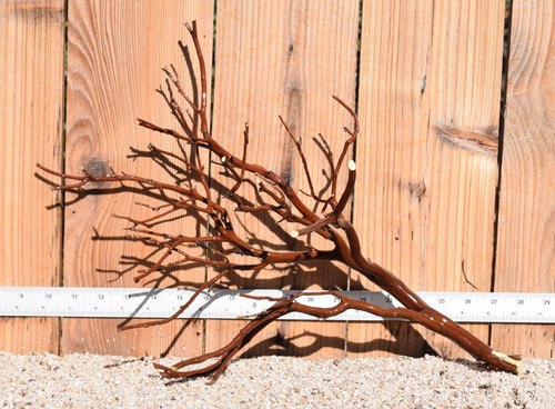 Red Manzanita #1449 8"x9"x14"