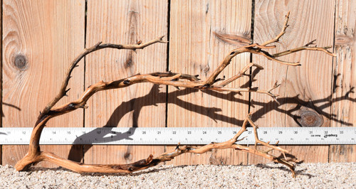 Manzanita #1712 20"x8"x10"