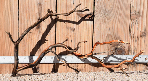 Manzanita #1715 18"x8"x11"