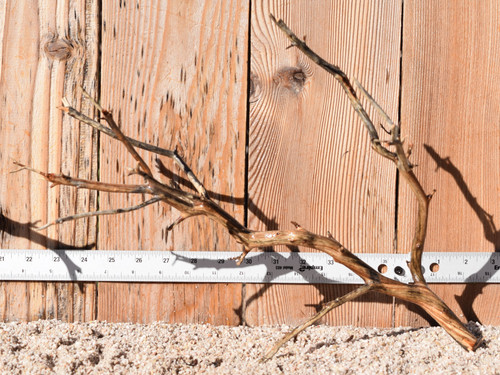 Manzanita #1720 16"x9"x12"