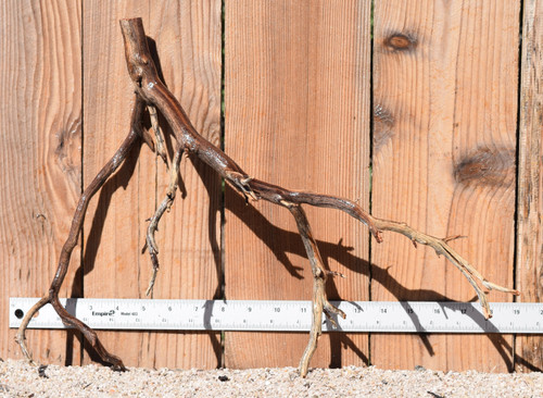Manzanita #1763 18"x7"x14"