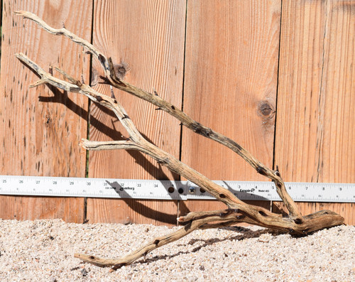 Manzanita #1770 20"x9"x13"