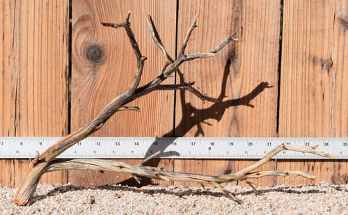 Manzanita #1786 16"x8"x10"