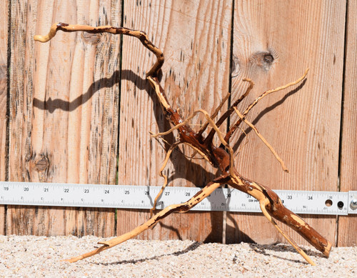 Kakado Wood 1837  15"x6"x12"