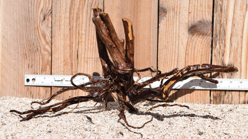 Kakado Wood 1842  21"x11"x10"