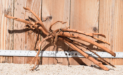 Amazon Wood #1855 21"x9"x12"