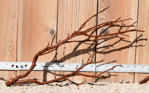 Red Manzanita #1933 19"x5"x11"