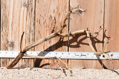 Manzanita #1943 17"x7"x11"