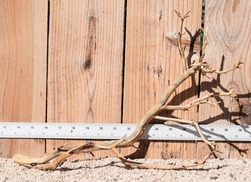 Manzanita #1947 16"x6"x11"