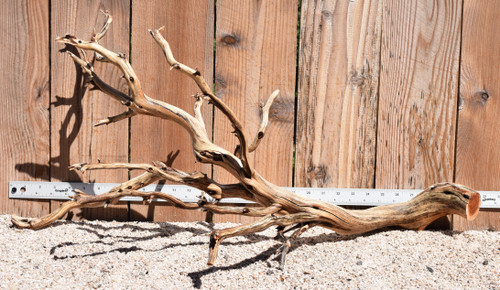 Xlg Manzanita #1961 31"x15"x14"