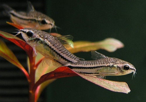 Pygmy Cory