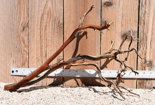 Manzanita #2051 20"x8"x12"
