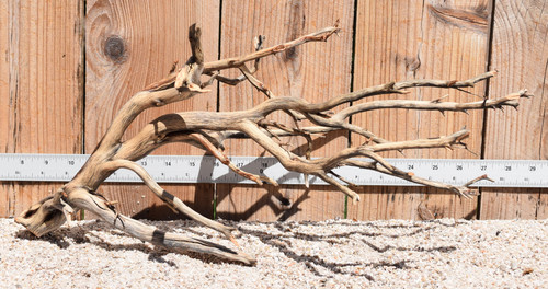 Manzanita #2059 21"x12"x9"