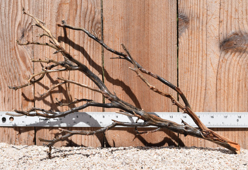 Manzanita #2069 17"x7"x10"