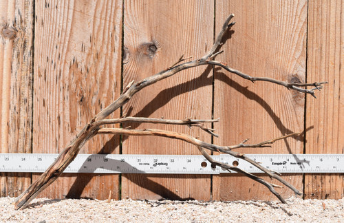 Manzanita #2073 18"x5"x12"