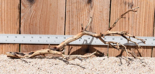 Manzanita #2211 16"x6"x7"