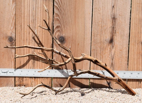 Manzanita #2214 18"x8"x13"