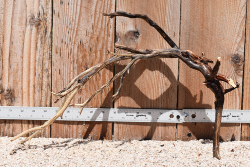 Manzanita #2434 18"x6"x12"