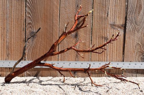 Red Manzanita #2466 21"x10"x13"