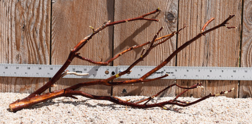 Red Manzanita #2471 19"x6"x8"