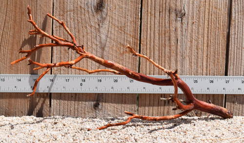 Red Manzanita #2472 13"x6"x8"