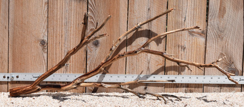 Xlg Manzanita #2379 30"x9"x12"