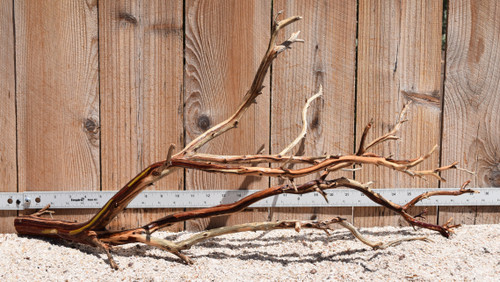 Xlg Manzanita #2381 30"x12"x15"