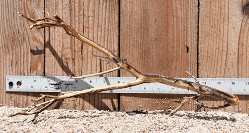 Manzanita 2539 16"x5"x8"
