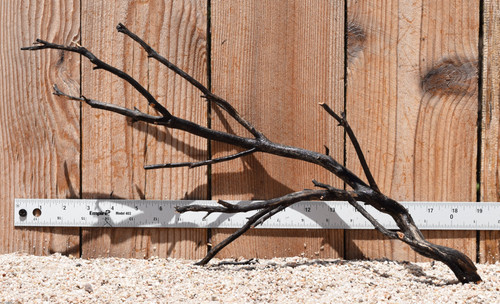 Uncleaned Manzanita 2563 18"x5"x10"