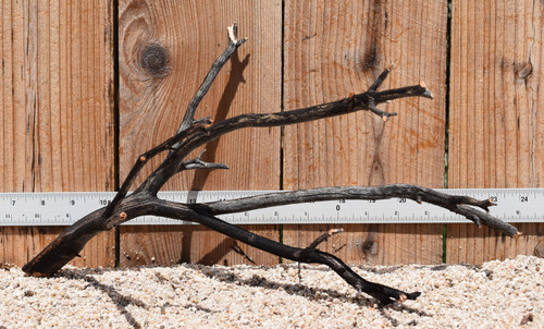 Uncleaned Manzanita 2565 17"x10"x8"