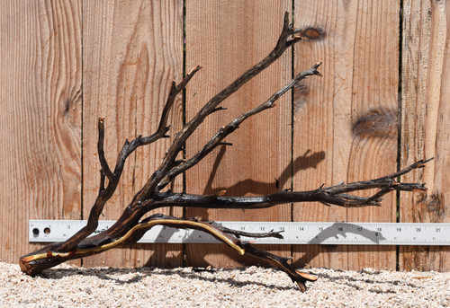 Uncleaned Manzanita 2566 21"x8"x13"