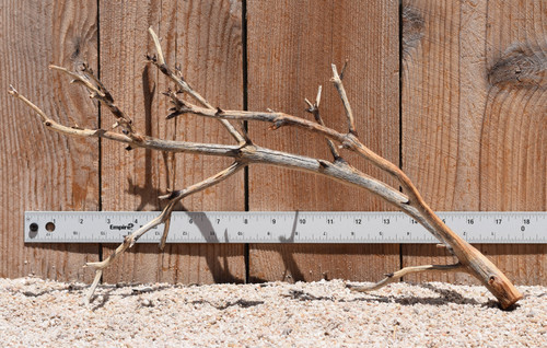 Manzanita #2775 18"x7"x10"