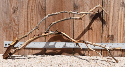 Manzanita #2781 21"x6"x10"