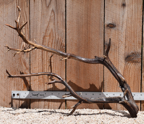 Manzanita #2784 20"x8"x15"