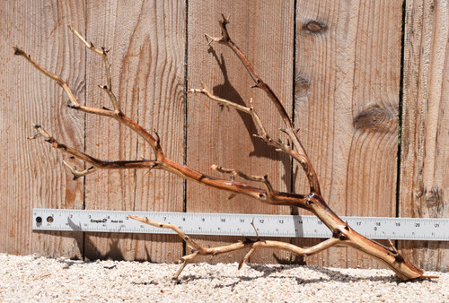 Manzanita #2790 21"x8"x14"