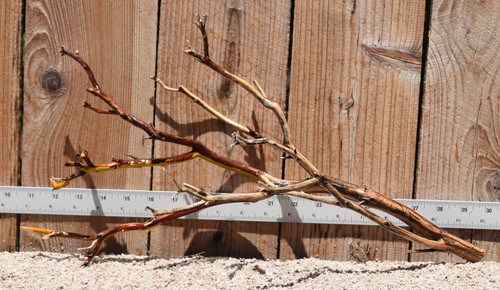 Manzanita #2792 19"x8"x10"